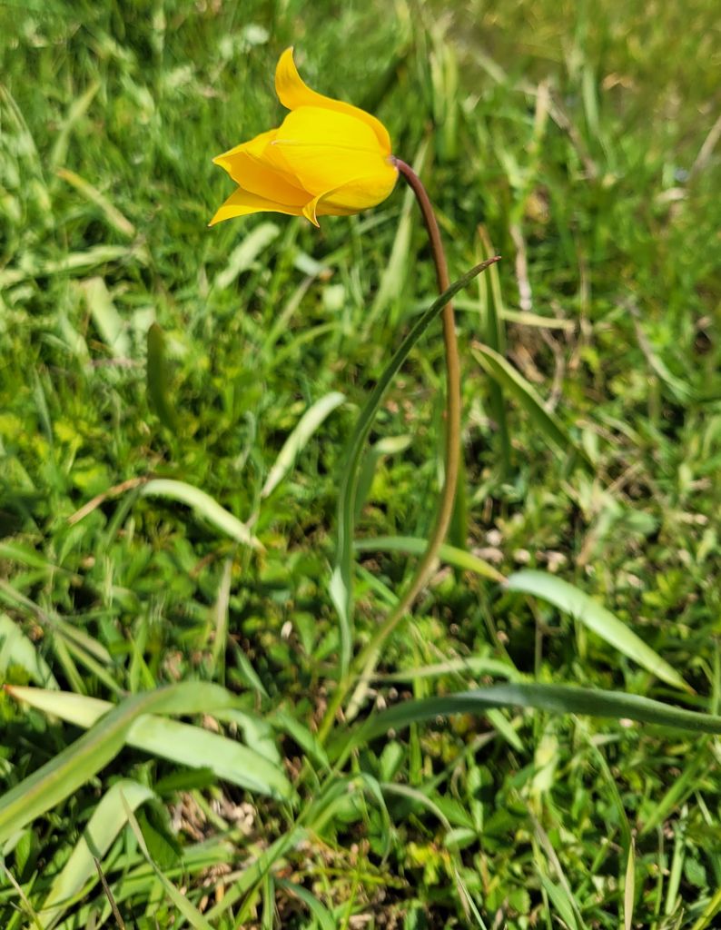 Tulipe d'Agen jaune