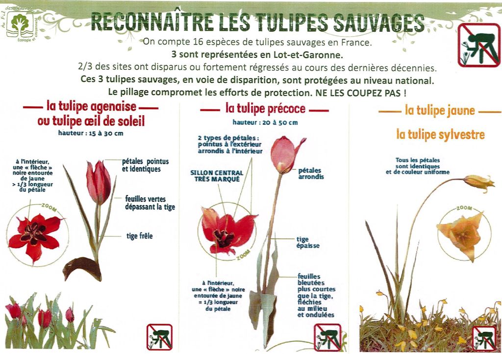 Comment reconnaître les Tulipes Sauvages