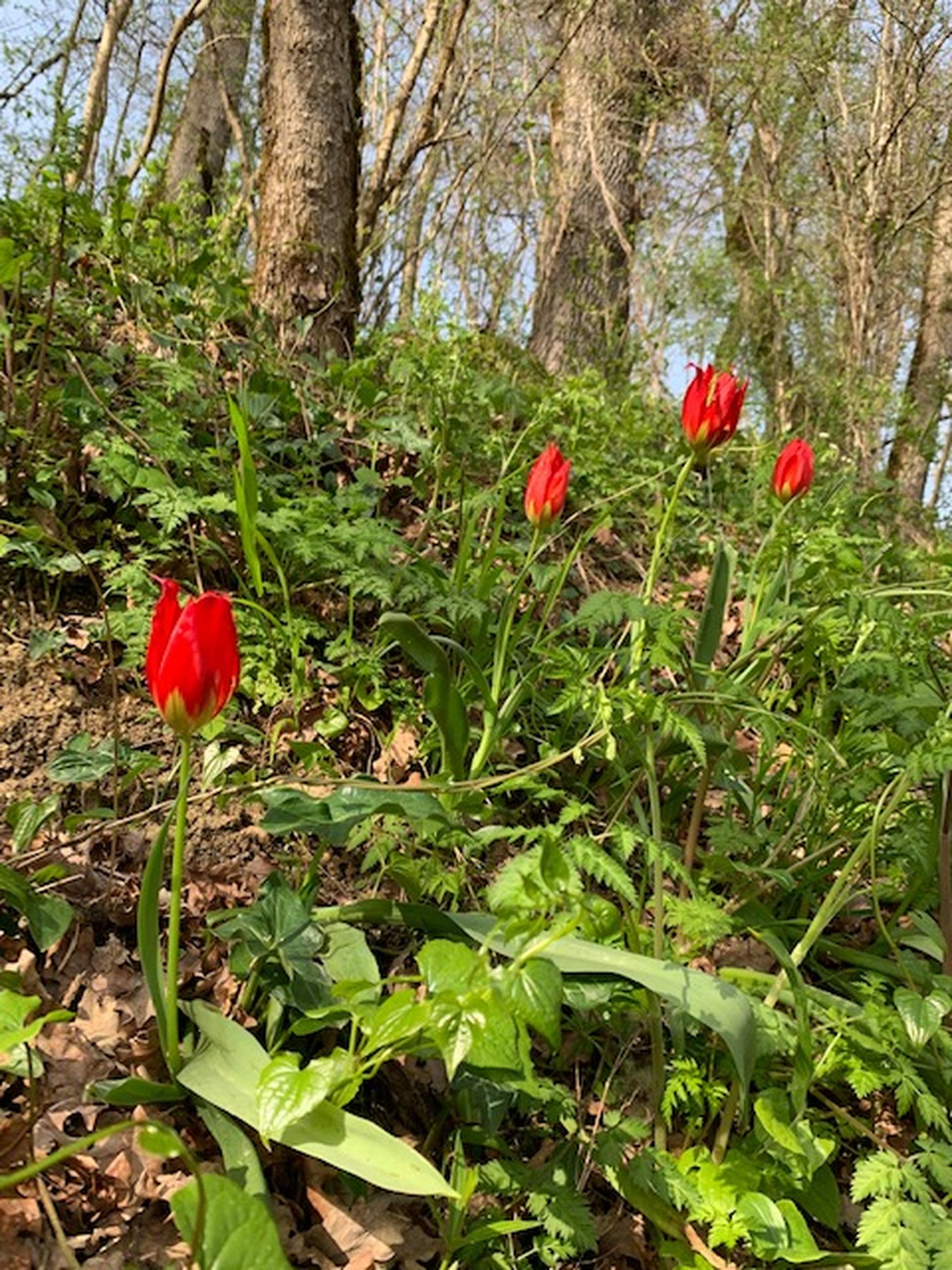 La Tulipe d'Agen