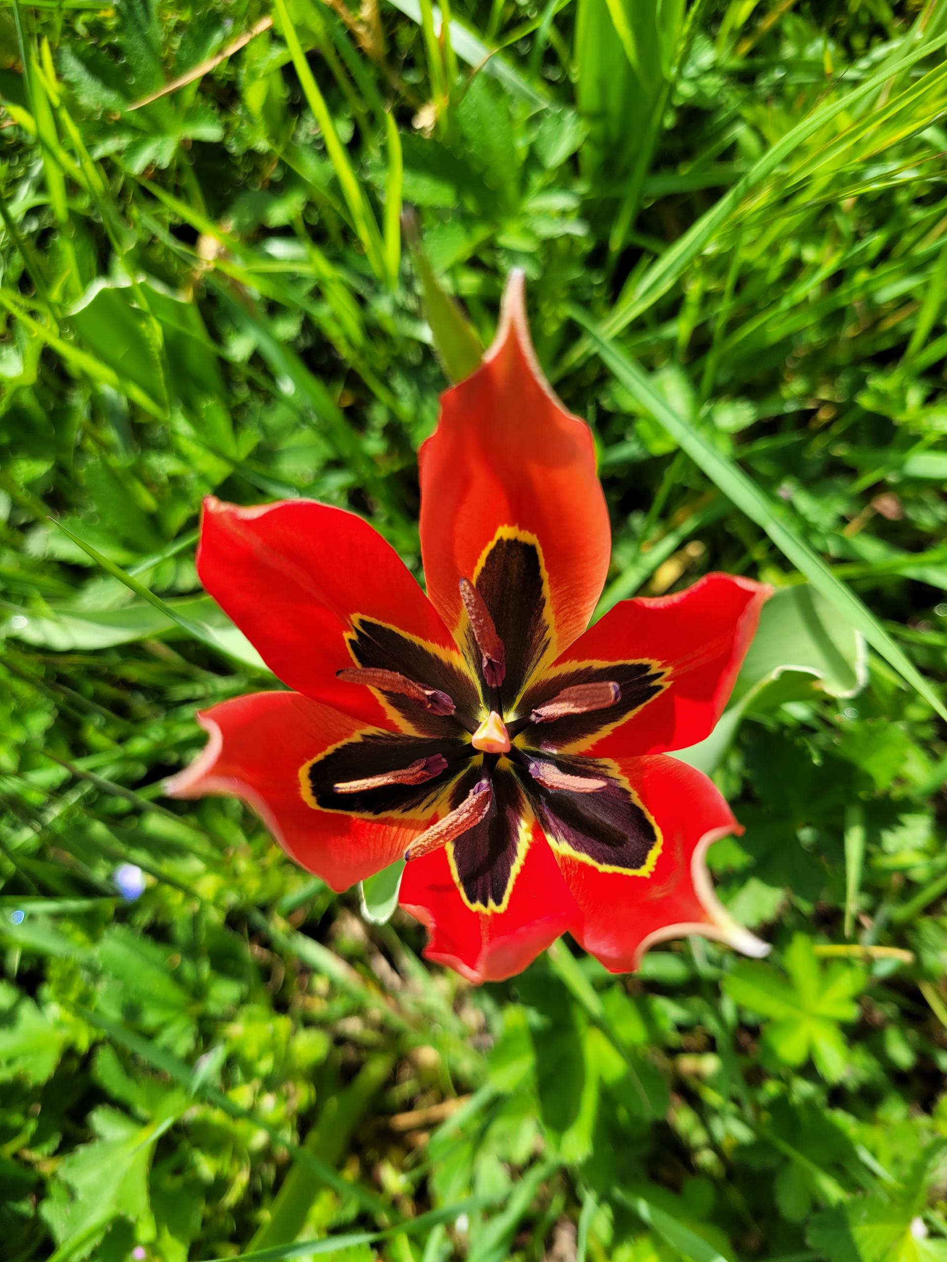 Reconnaître les Tulipes Sauvages
